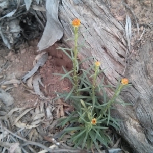 Xerochrysum viscosum at Majura, ACT - 8 Oct 2017