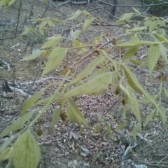 Celtis australis at Majura, ACT - 8 Oct 2017