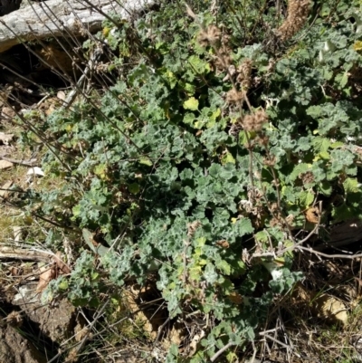 Marrubium vulgare (Horehound) at Mount Majura - 26 Sep 2017 by WalterEgo