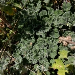 Marrubium vulgare at Hackett, ACT - 26 Sep 2017