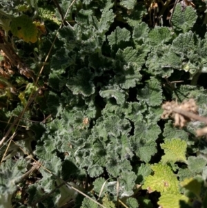 Marrubium vulgare at Hackett, ACT - 26 Sep 2017