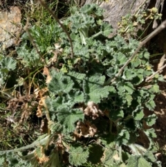 Marrubium vulgare at Hackett, ACT - 26 Sep 2017