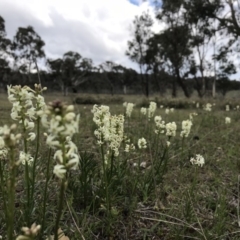 Stackhousia monogyna (Creamy Candles) at Forde, ACT - 9 Oct 2017 by JasonC