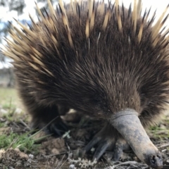 Tachyglossus aculeatus (Short-beaked Echidna) at Mulligans Flat - 9 Oct 2017 by JasonC