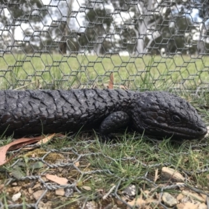 Tiliqua rugosa at Forde, ACT - 9 Oct 2017 08:26 PM