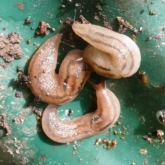 Ambigolimax sp. (valentius and waterstoni) (Striped Field Slug) at Flynn, ACT - 5 Jan 2011 by Christine