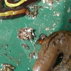 Zodariidae (family) at Flynn, ACT - 5 Jan 2011