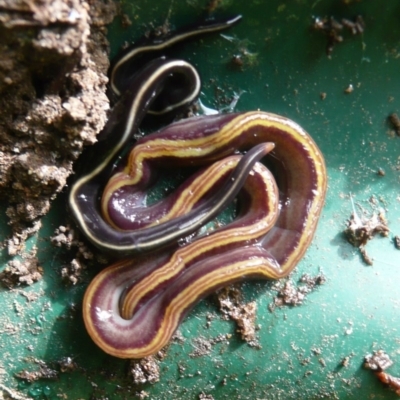 Caenoplana variegata (Two-tone Planarian) at Flynn, ACT - 5 Jan 2011 by Christine