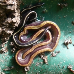 Caenoplana bicolor (Two-tone Planarian) at Flynn, ACT - 5 Jan 2011 by Christine