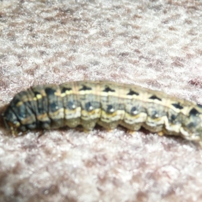 Spodoptera litura (Cluster Caterpillar, Tobacco Cutworm) at Flynn, ACT - 20 Apr 2011 by Christine