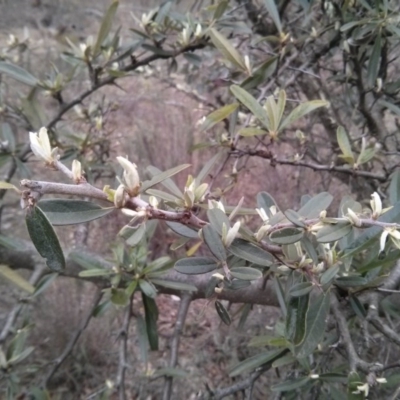 Pyracantha sp. (Firethorn) at Mount Ainslie - 8 Oct 2017 by WalterEgo