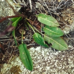 Rumex brownii (Slender Dock) at Conder, ACT - 20 Aug 2001 by michaelb