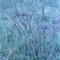 Rumex brownii (Slender Dock) at Rob Roy Range - 31 Jan 2001 by michaelb