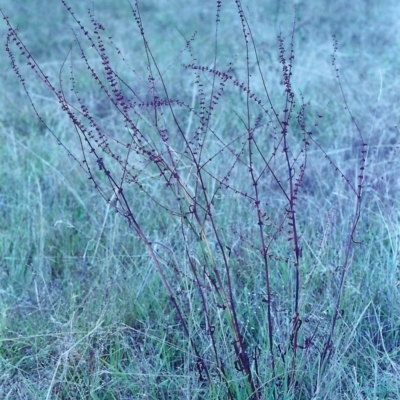 Rumex brownii (Slender Dock) at Tuggeranong DC, ACT - 31 Jan 2001 by michaelb