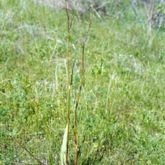 Rumex brownii (Slender Dock) at Conder, ACT - 1 Nov 1999 by MichaelBedingfield