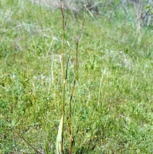 Rumex brownii at Conder, ACT - 1 Nov 1999 12:00 AM