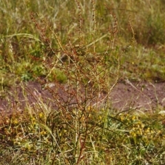 Rumex brownii (Slender Dock) at Tuggeranong Hill - 21 Nov 2000 by michaelb