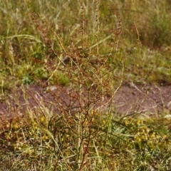 Rumex brownii (Slender Dock) at Conder, ACT - 21 Nov 2000 by michaelb