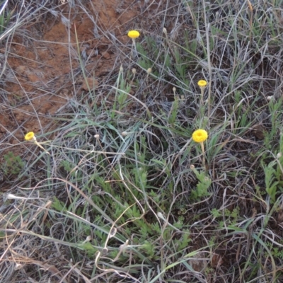 Leptorhynchos squamatus (Scaly Buttons) at Molonglo Valley, ACT - 3 Oct 2017 by michaelb