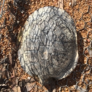 Chelodina longicollis at Gungahlin, ACT - 10 Oct 2017