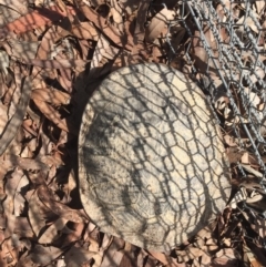 Chelodina longicollis (Eastern Long-necked Turtle) at Gungahlin, ACT - 10 Oct 2017 by CedricBear