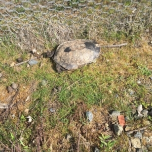 Chelodina longicollis at Forde, ACT - 10 Oct 2017 09:40 AM