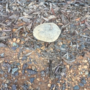 Chelodina longicollis at Forde, ACT - 10 Oct 2017