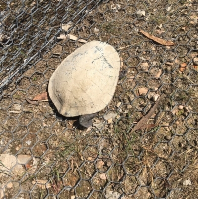 Chelodina longicollis (Eastern Long-necked Turtle) at Mulligans Flat - 9 Oct 2017 by JVWW