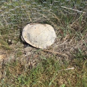 Chelodina longicollis at Gungahlin, ACT - 10 Oct 2017