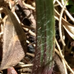 Unverified Orchid at Namadgi National Park - 10 Oct 2017 by MattM