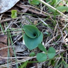 Chiloglottis valida (Large Bird Orchid) at Paddys River, ACT - 10 Oct 2017 by MattM