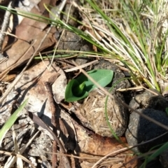 Chiloglottis valida at Paddys River, ACT - 10 Oct 2017