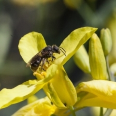 Lasioglossum (Chilalictus) sp. (genus & subgenus) (Halictid bee) at Murrumbateman, NSW - 10 Oct 2017 by SallyandPeter