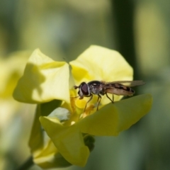 Melangyna viridiceps (Hover fly) at Murrumbateman, NSW - 10 Oct 2017 by SallyandPeter