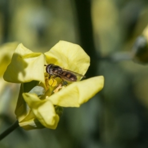 Melangyna viridiceps at Murrumbateman, NSW - 10 Oct 2017