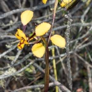 Diuris pardina at Gungahlin, ACT - 10 Oct 2017