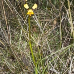 Diuris pardina at Gungahlin, ACT - suppressed