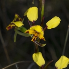 Diuris pardina at Gungahlin, ACT - 10 Oct 2017