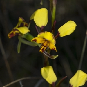 Diuris pardina at Gungahlin, ACT - suppressed