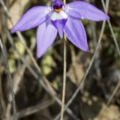 Glossodia major (Wax Lip Orchid) at Gungahlin, ACT - 10 Oct 2017 by DerekC