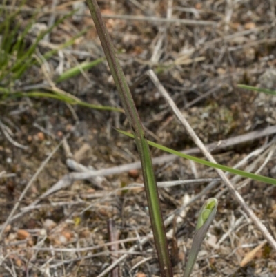 Thelymitra (Genus) (Sun Orchid) at Gungahlin, ACT - 10 Oct 2017 by DerekC