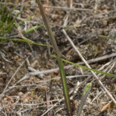 Thelymitra sp. (A Sun Orchid) at Mulligans Flat - 10 Oct 2017 by DerekC