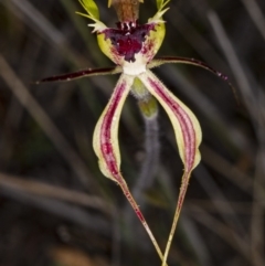 Caladenia atrovespa (Green-comb Spider Orchid) at Canberra Central, ACT - 8 Oct 2017 by DerekC