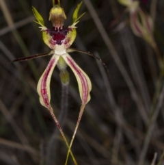 Caladenia atrovespa at Canberra Central, ACT - suppressed