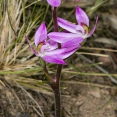 Caladenia carnea (Pink Fingers) at Molonglo Valley, ACT - 8 Oct 2017 by DerekC