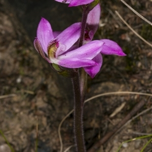 Caladenia carnea at Point 20 - 8 Oct 2017