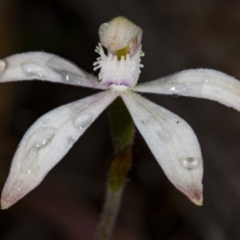 Caladenia ustulata (Brown Caps) at Point 20 - 8 Oct 2017 by DerekC
