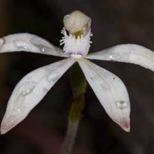 Caladenia ustulata at Point 20 - 8 Oct 2017