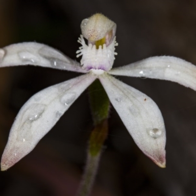 Caladenia ustulata (Brown Caps) at Molonglo Valley, ACT - 8 Oct 2017 by DerekC