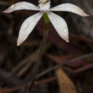 Caladenia ustulata at Point 20 - 8 Oct 2017